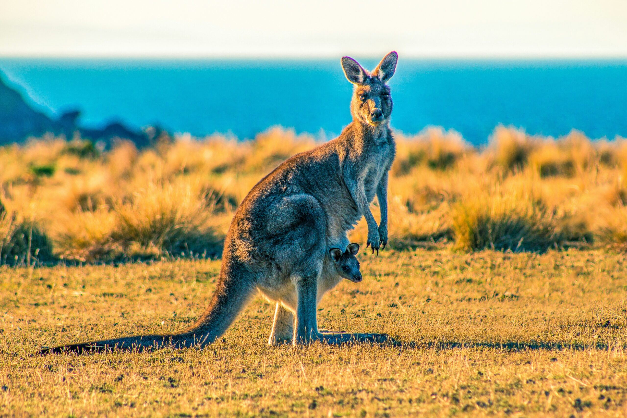 How Animals Adapt to Extreme Environments Genetically