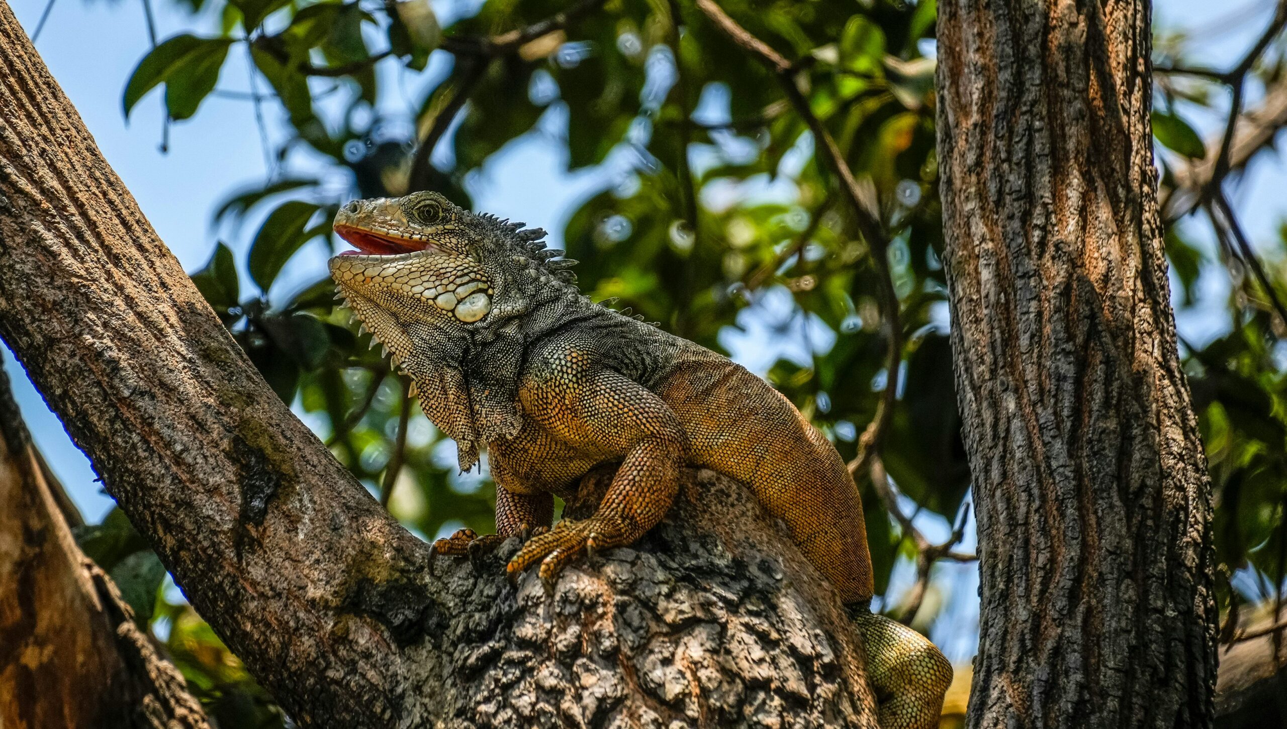 7 Creatures That Can Regrow Lost Body Parts