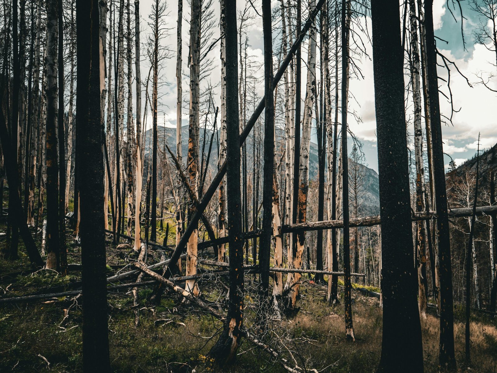 How Wildfires Affect Water: The Hidden Link Between Burned Forests and Polluted Reservoirs