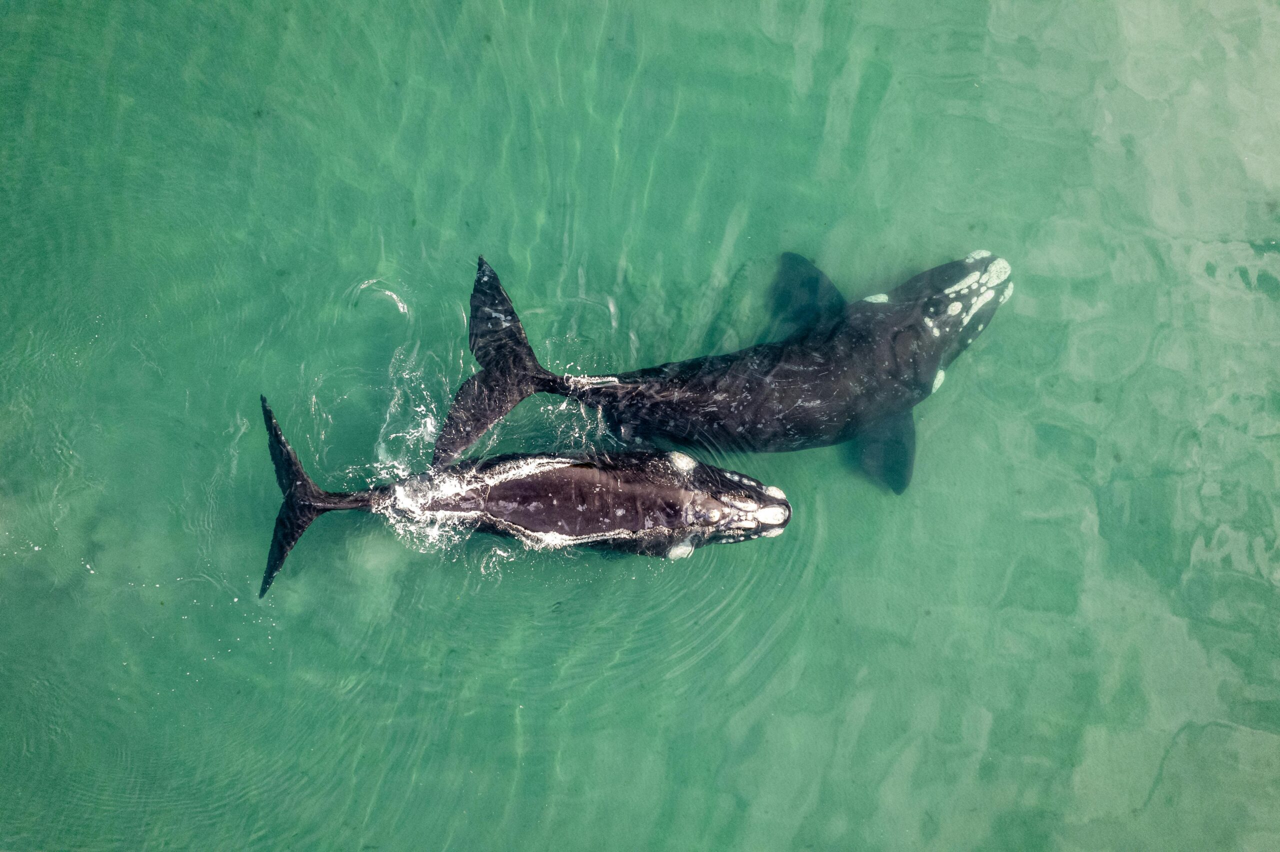 The Day the Whales Came Back: How the Global Ban on Whaling Is Saving the Giants of the Sea
