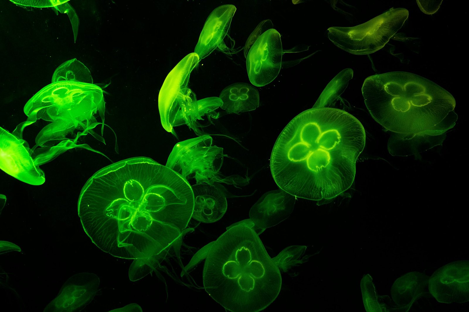 Bioluminescence in the Deep Sea How Animals Create Their Own Light
