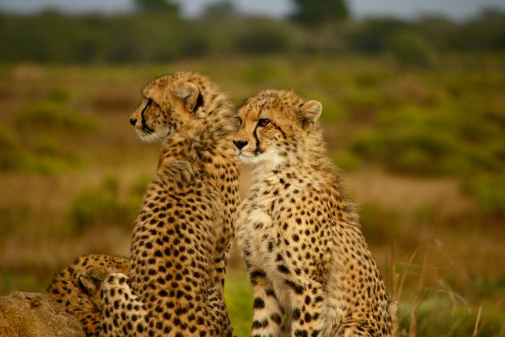 leopard