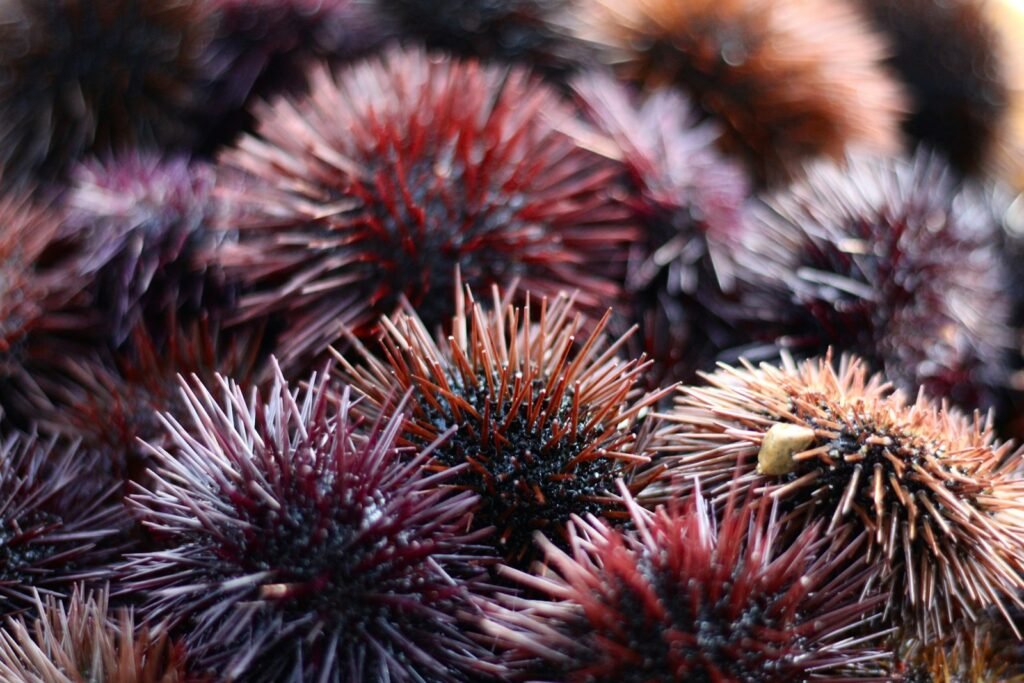 Sea urchins underwater. 
