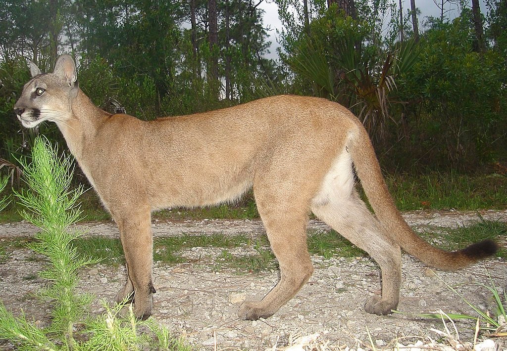 Florida panther, genetic diversity