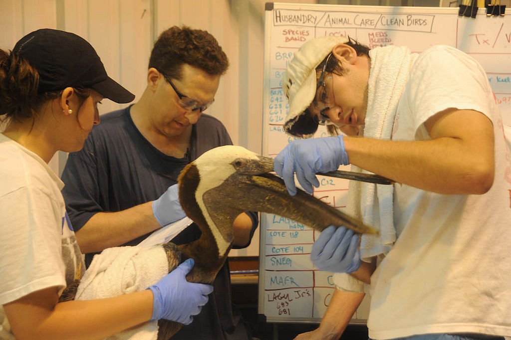 A scene at a wildlife rehabilitation center