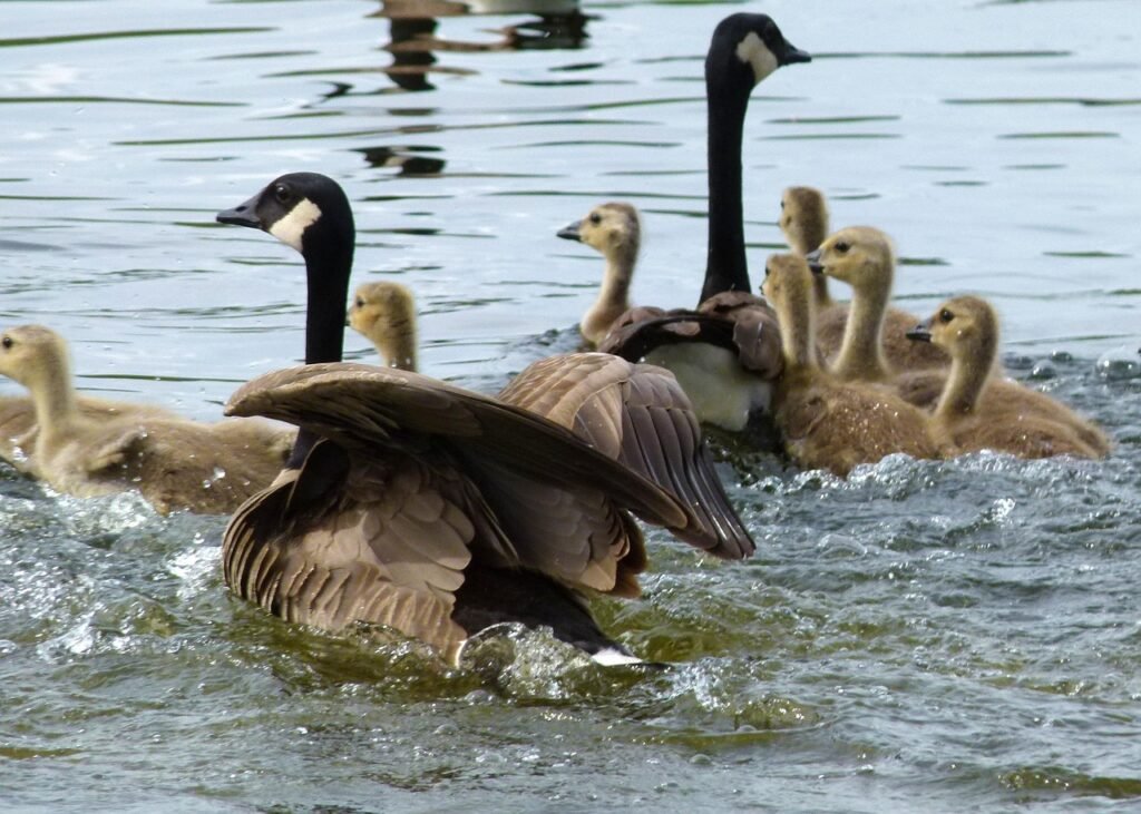 Geese fleeing in the water.