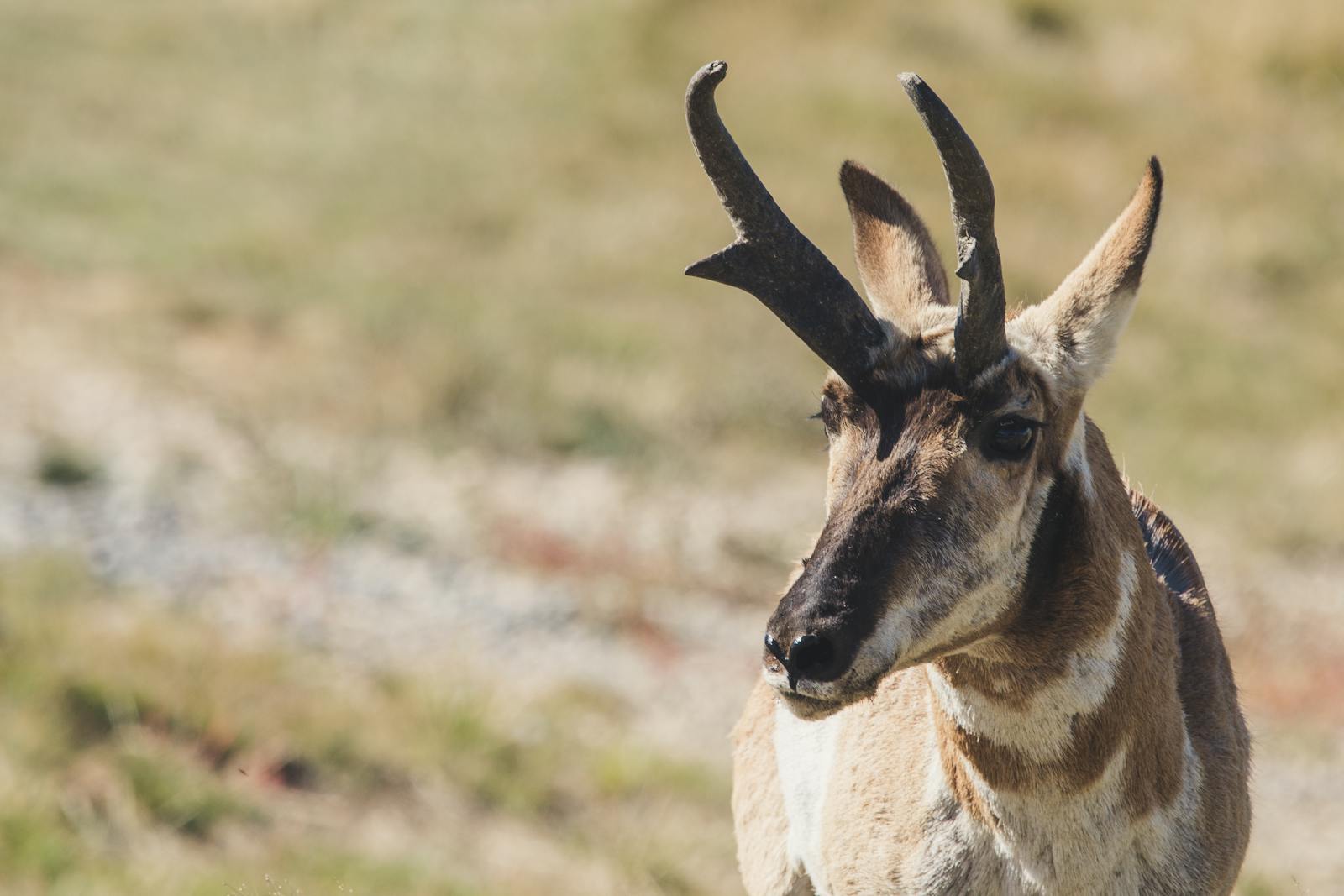 How Deforestation Is Affecting Animal Habitats Worldwide
