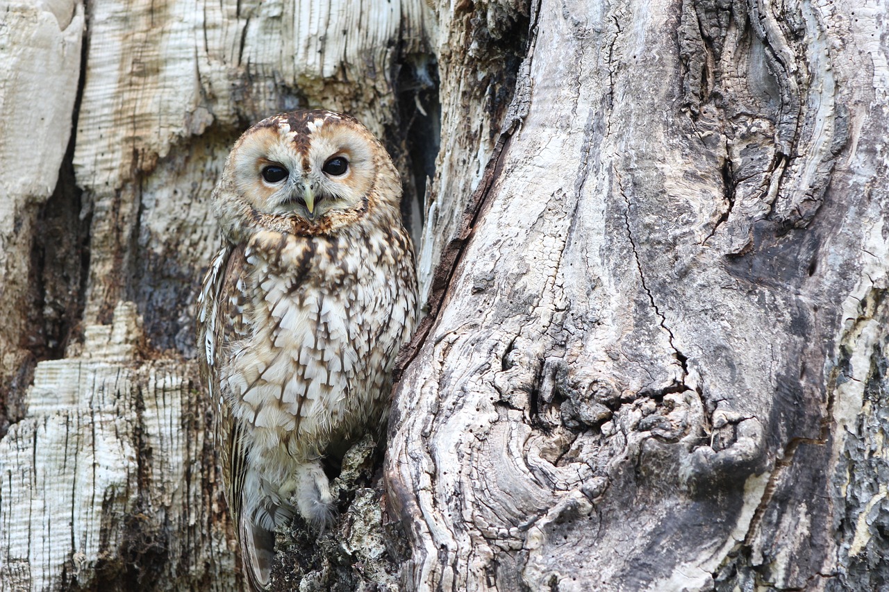 How Animals Use Camouflage to Survive in Their Natural Habitats