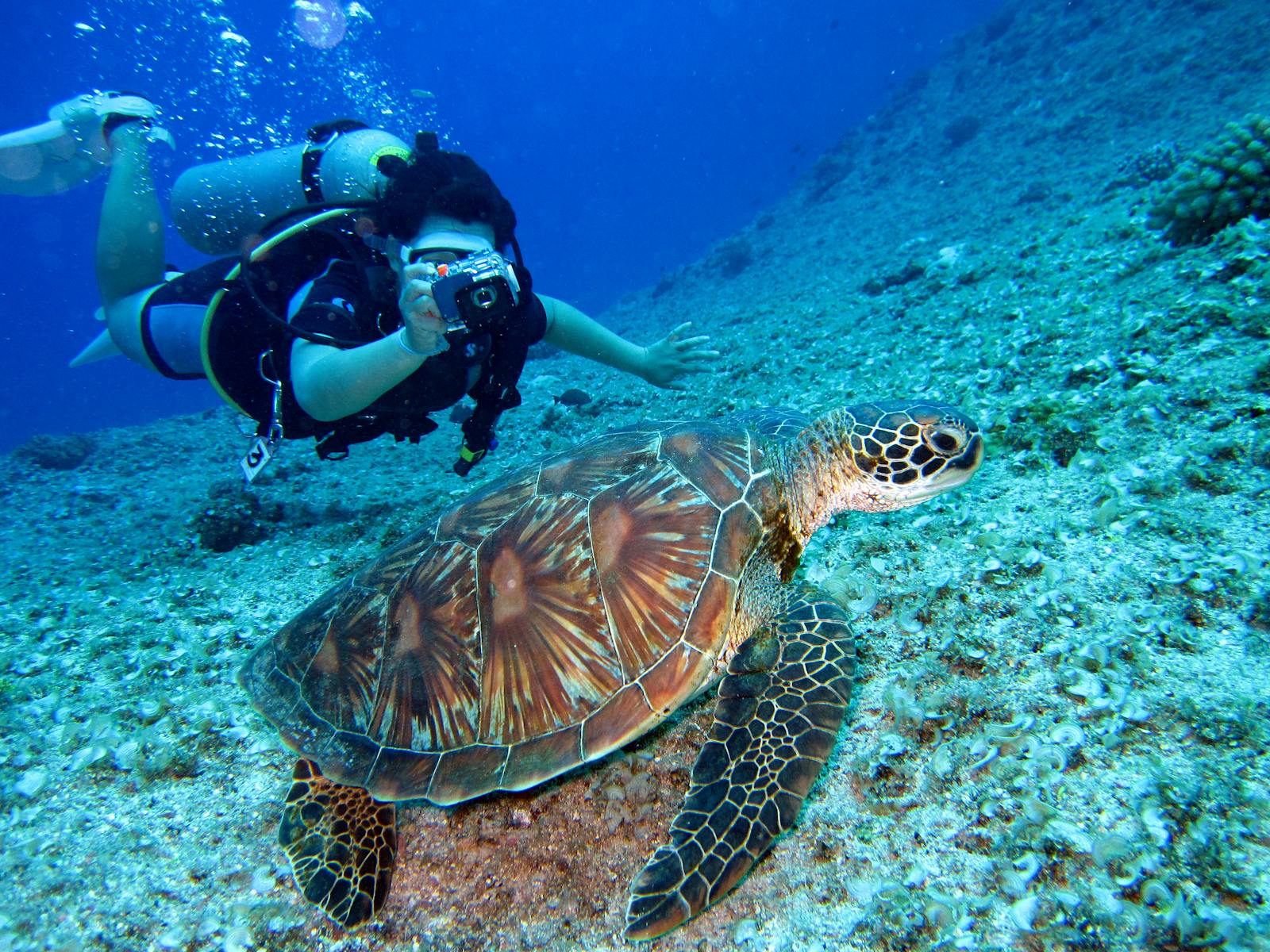 Sea Turtle Superpowers: How These Ancient Reptiles Navigate the Open Ocean