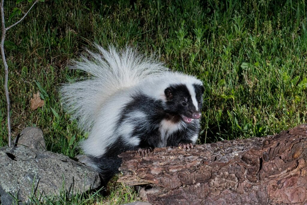A skunk spotted at night using a camera trap.