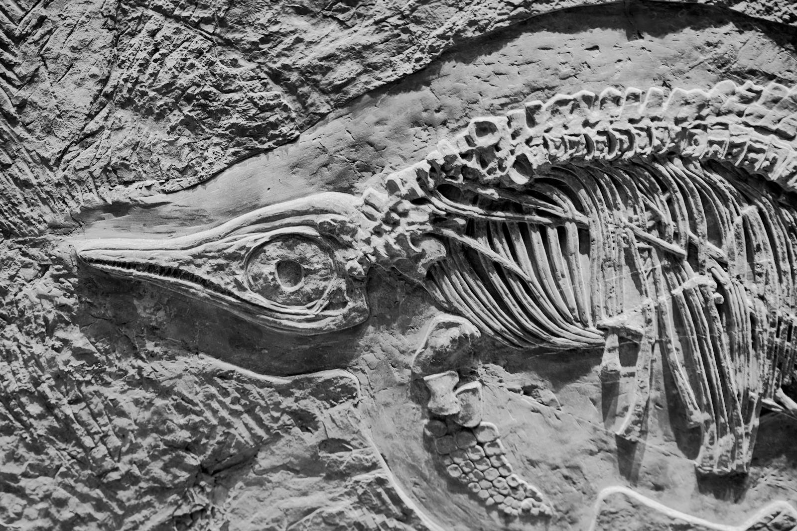 Close up view of Ichthyosaur fossil showcasing intricate skeletal details and textures.