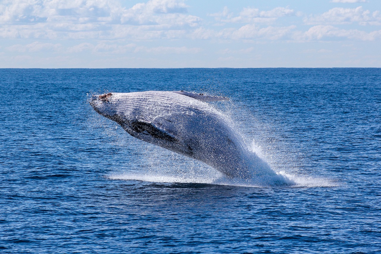 The Impact of Rising Ocean Temperatures on Marine Life