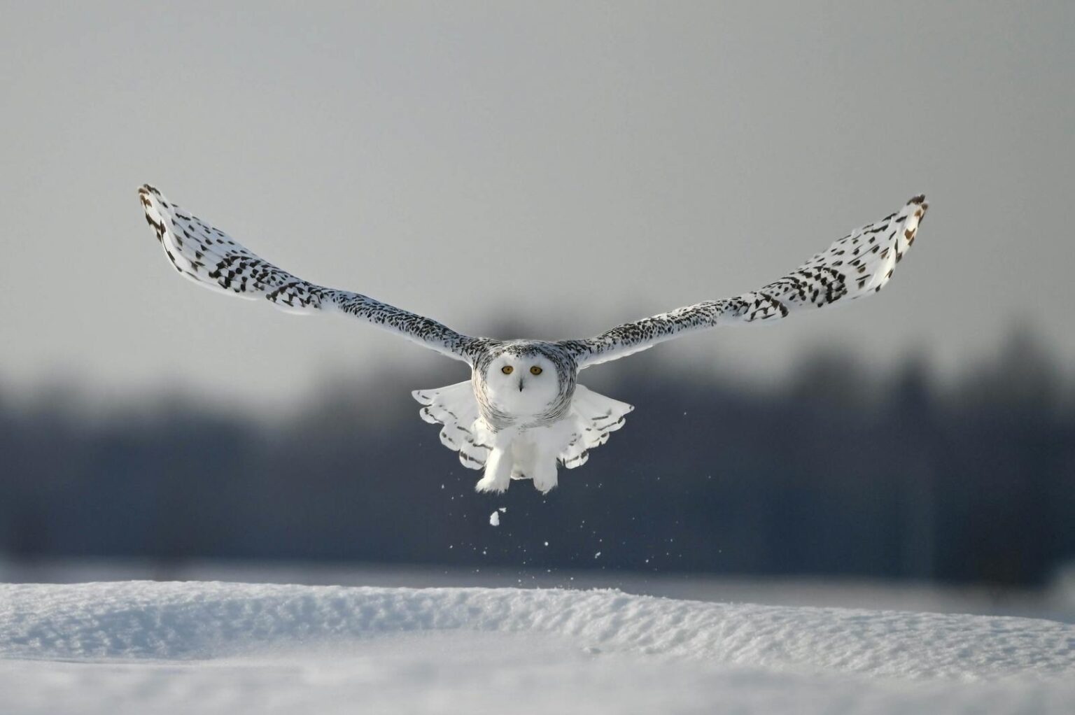 the-genetic-mysteries-of-evolution-why-some-animals-evolve-faster-than