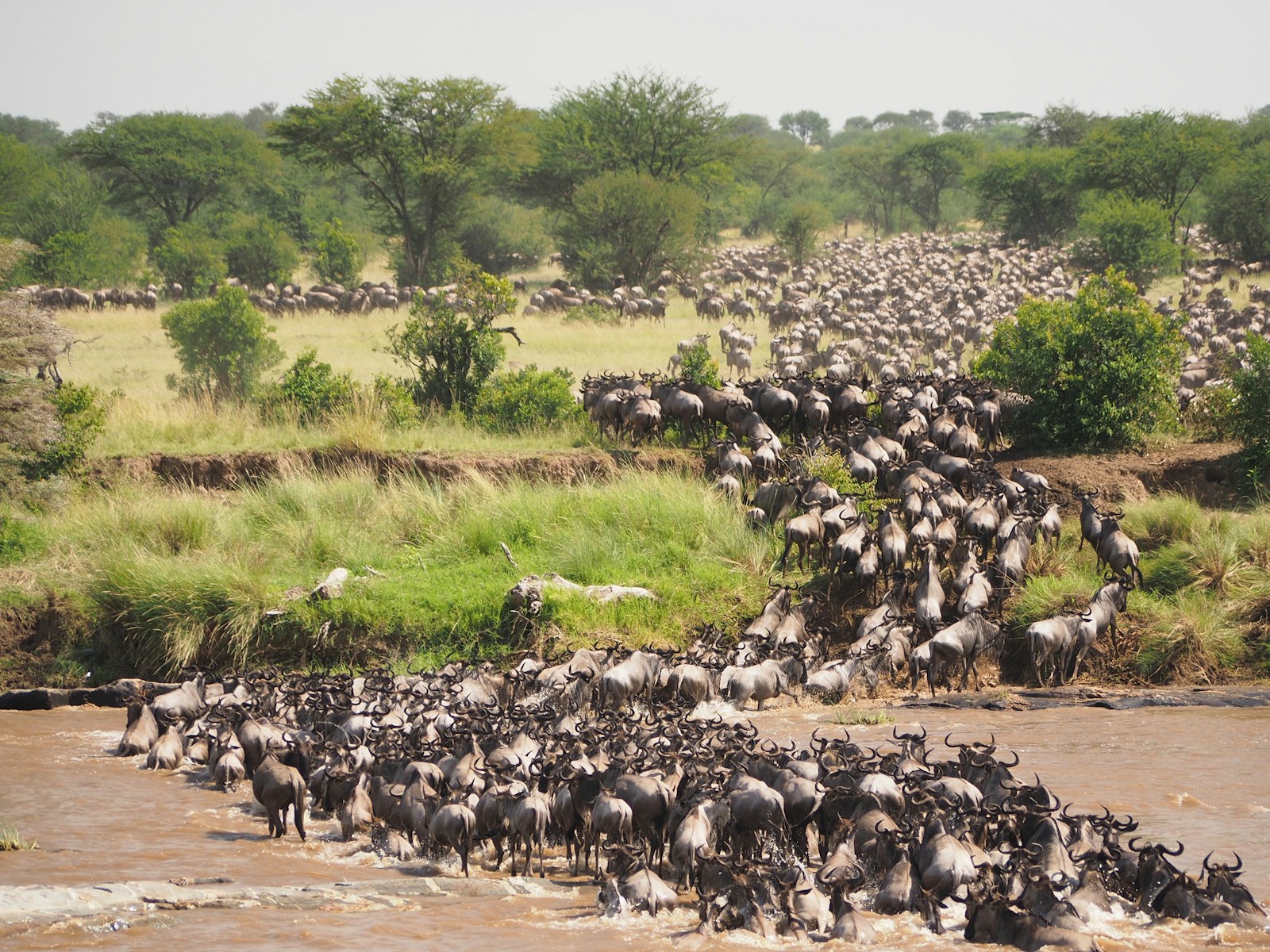 Space Weather and Its Effect on Animal Migration Patterns