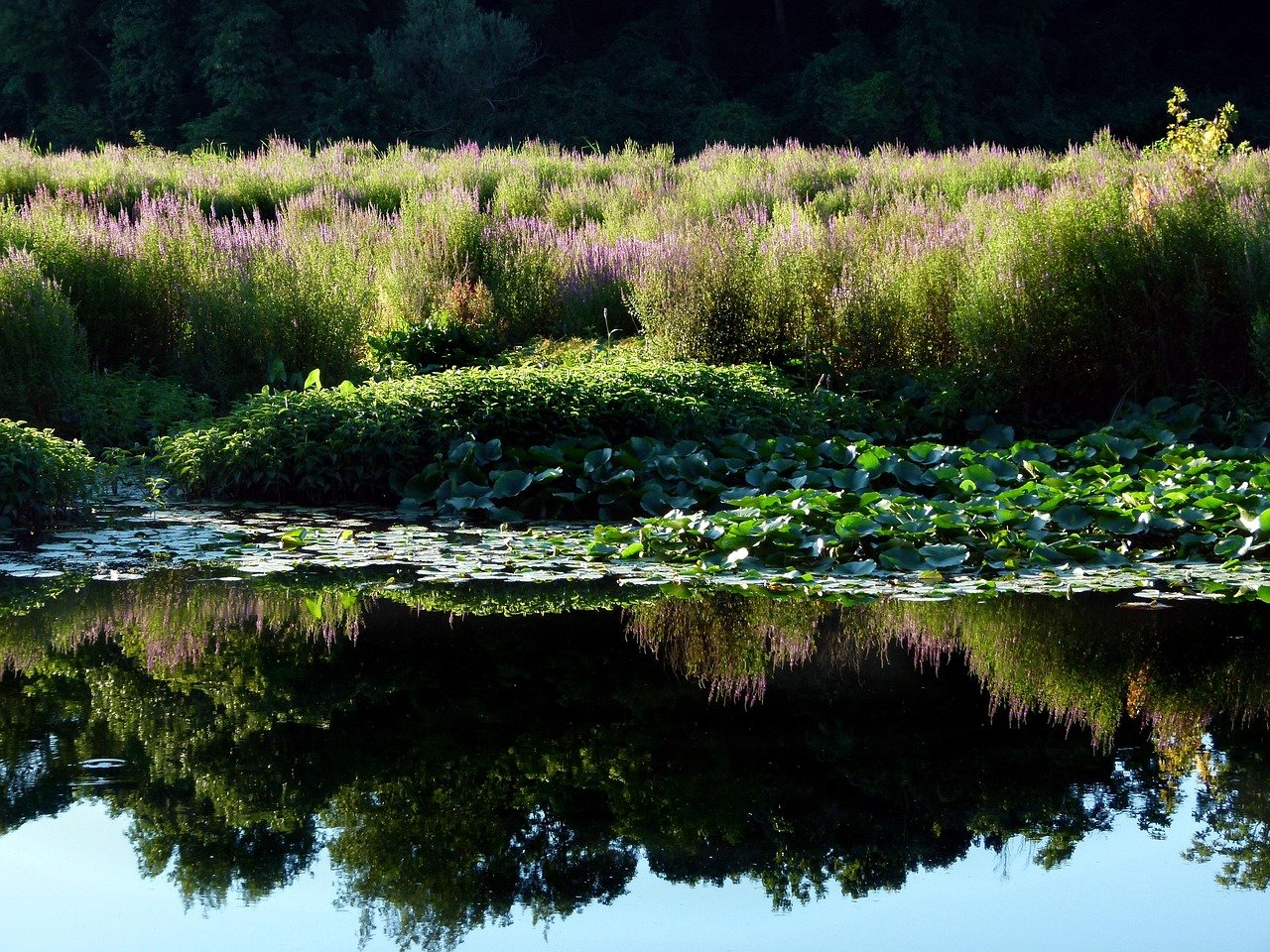 Invasive Wetland Flowers
