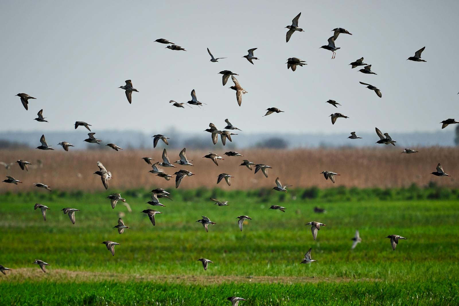 Can AI Help Predict Animal Migration Patterns?