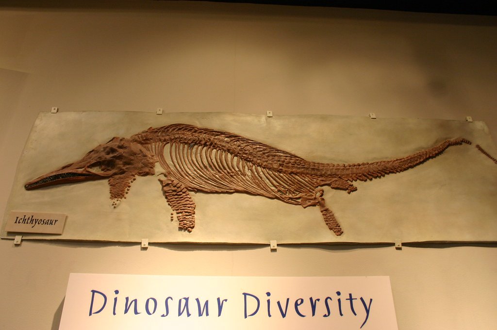 The fossils of an Ichthyosaur in a museum.