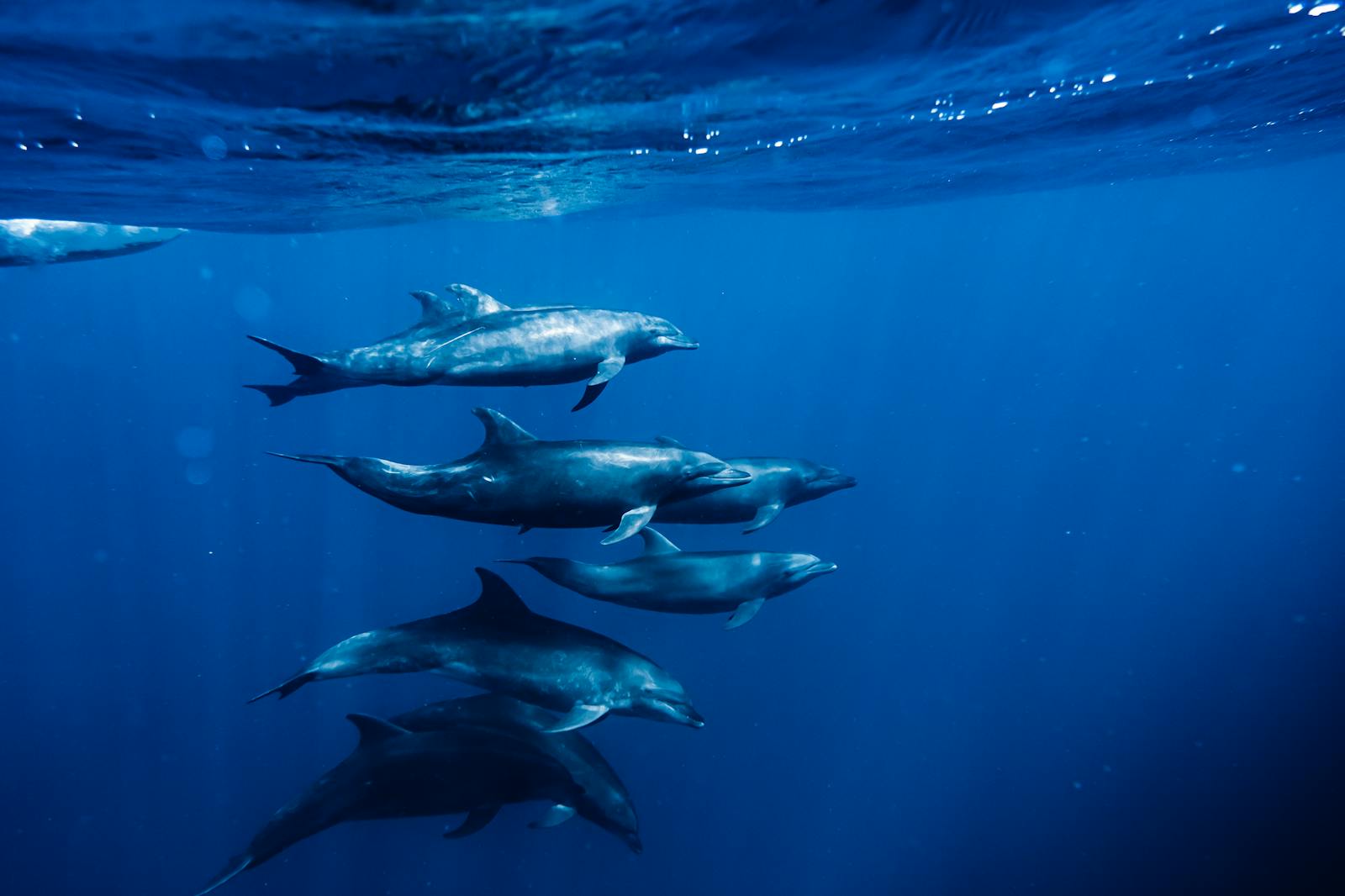 What Scientists Are Doing to Prevent Wildlife Extinctions