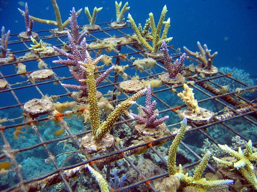 Coral farming, Solomon Islands.