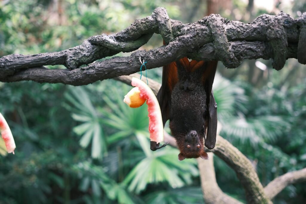 A flying fox bat hanging upside down on a tree.