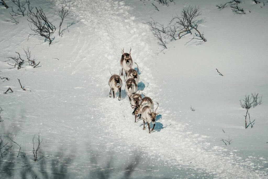 Reindeer herd making their way across a pristine snowy landscape in winter.