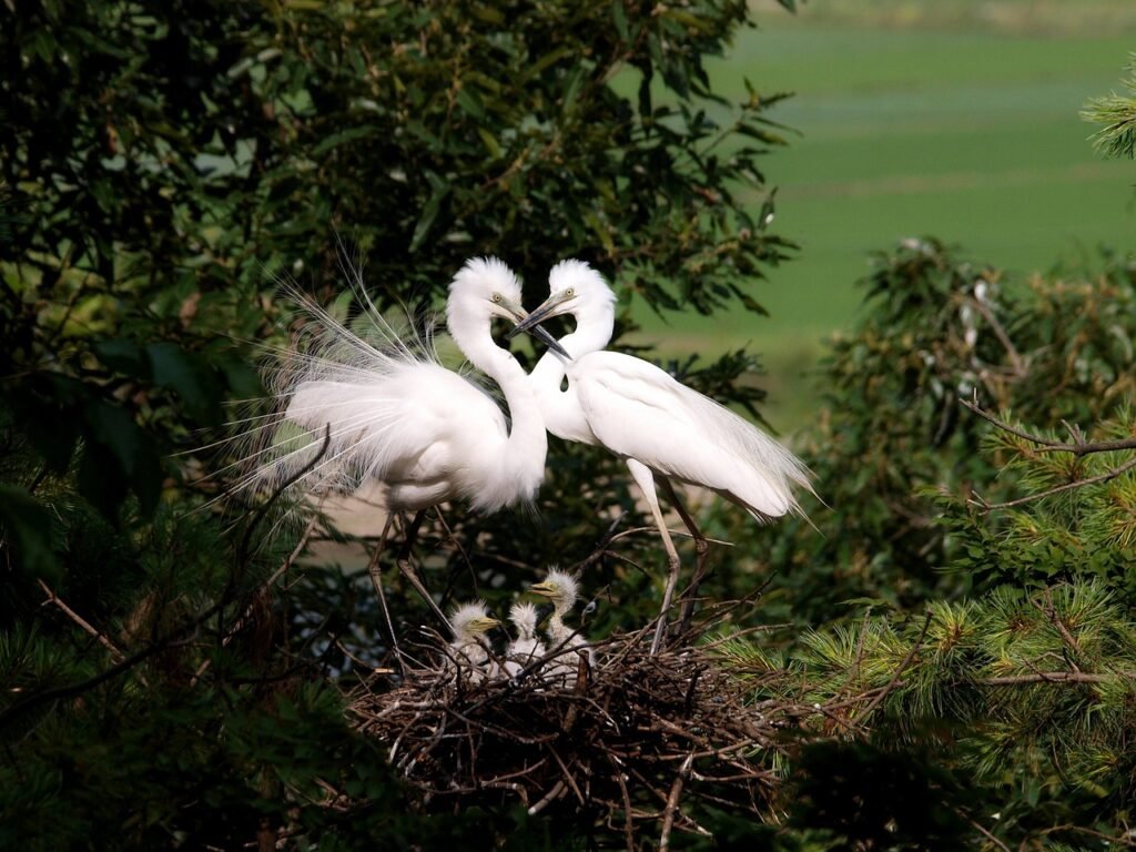 A family of birds living on a nest atop a tree.