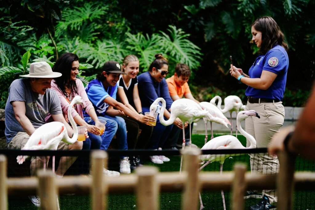 Volunteers feeding white swans. 