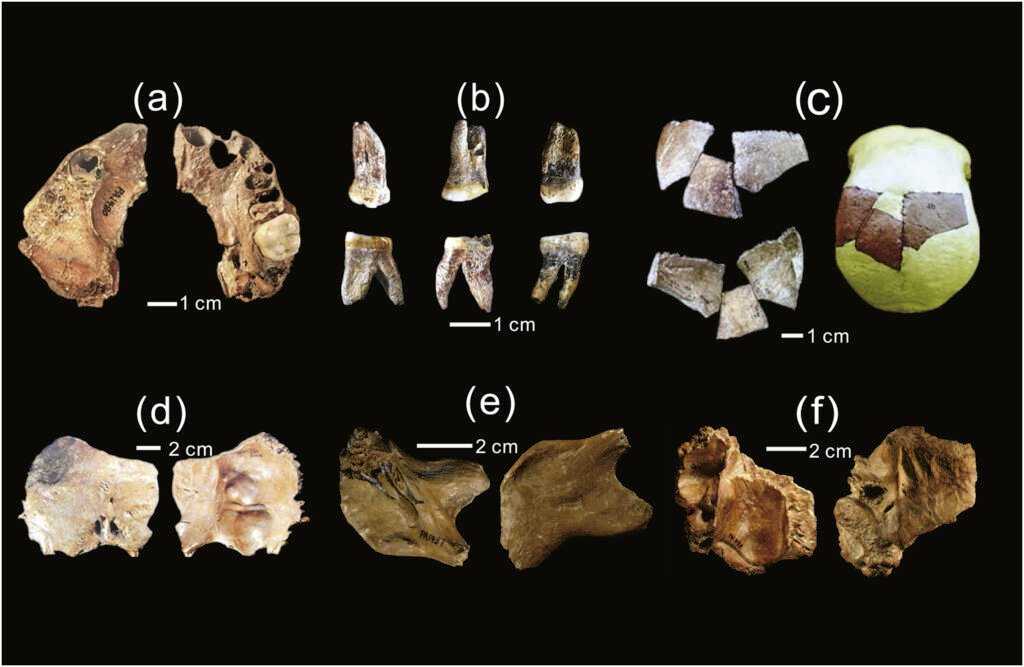ancient fossilized remains, including bones and teeth, labeled for study of human evolution.