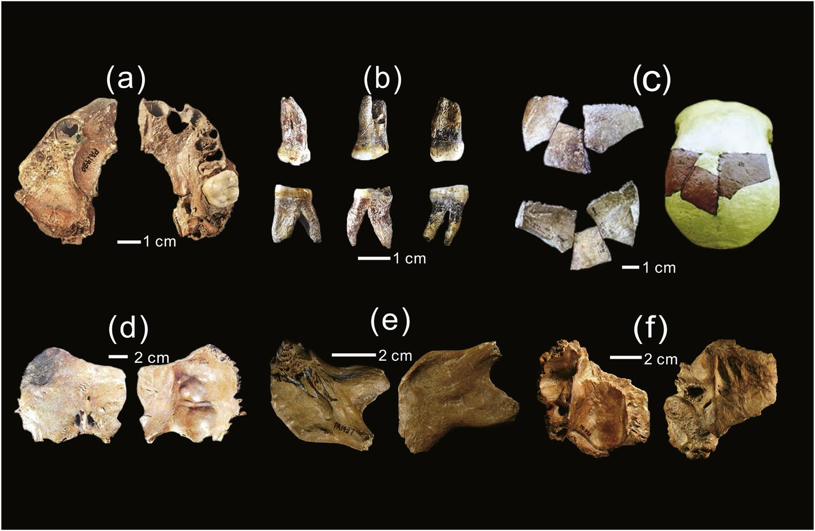 8 Fascinating Fossils That Have Shaped Our Understanding of Prehistoric Life