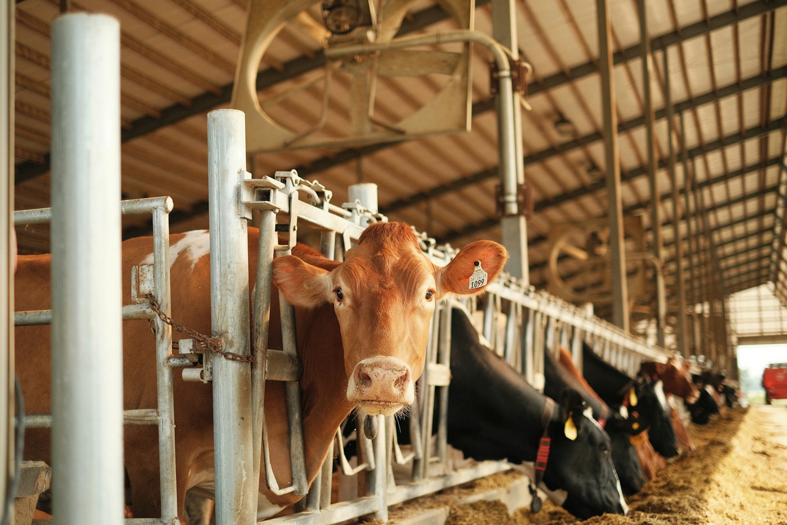 The Future of Genetically Modified Animals: What It Means for Conservation