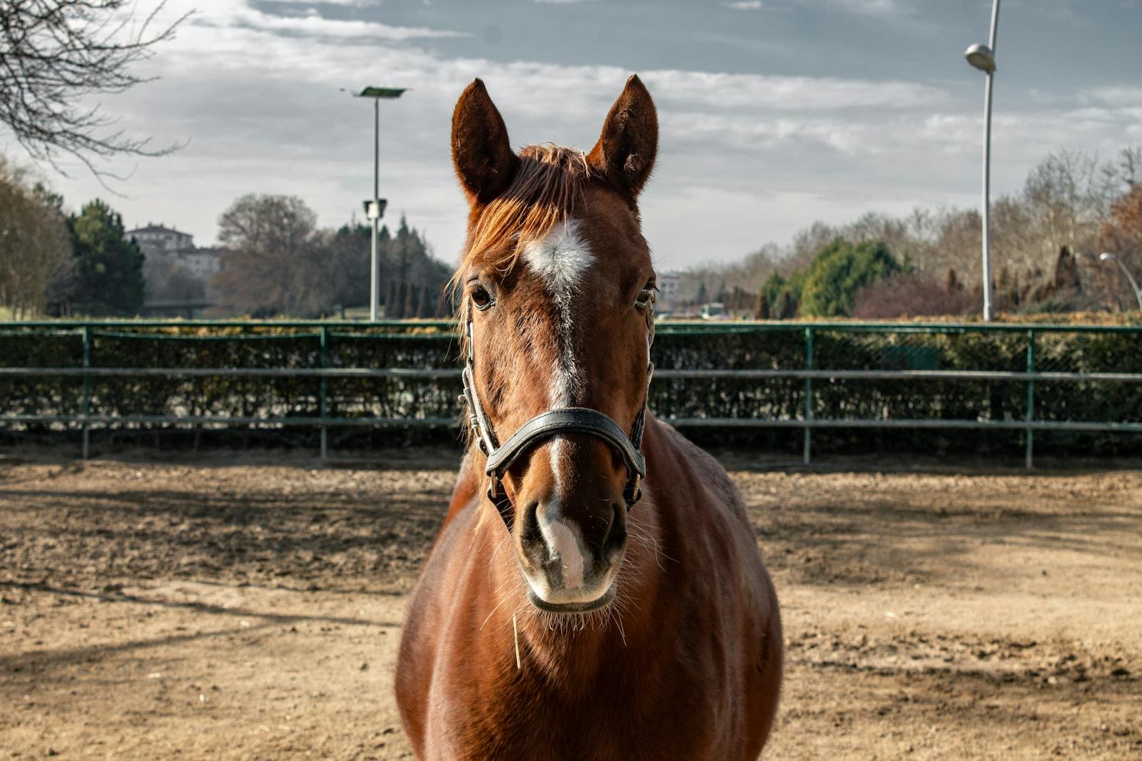 The Wild Horses of the Outer Banks: How These Ancient Herds Survived for Centuries