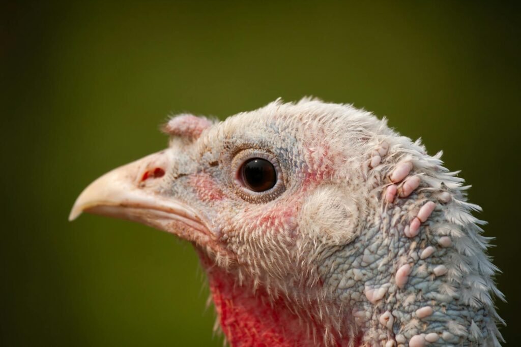 Turkey looking frail and starved. 