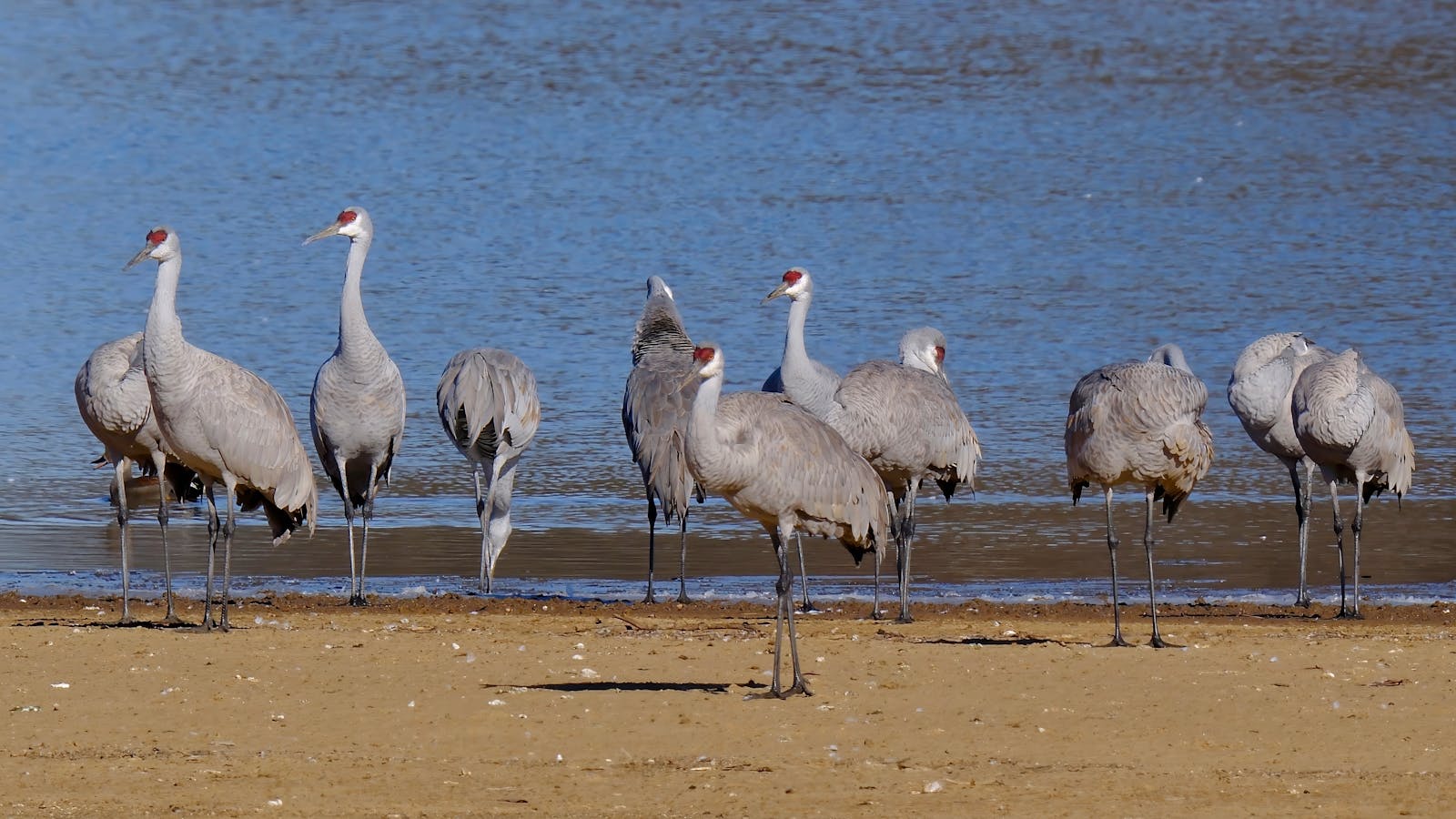 How Wildlife Corridors Help Maintain Biodiversity in Fragmented Habitats