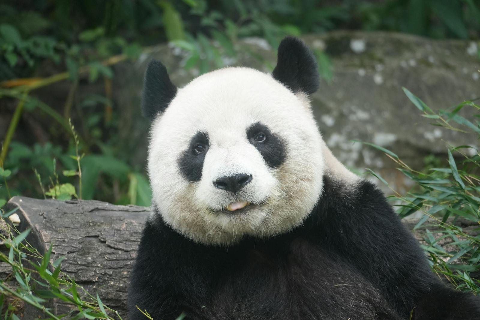 Machine Learning and Its Role in Detecting Endangered Species