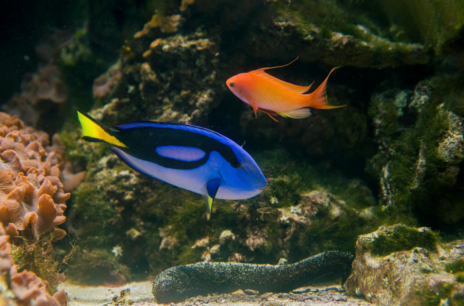 The Role of Marine Animals in Advancing Human Health Innovations