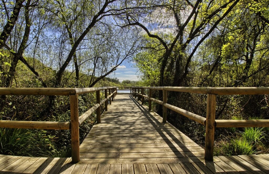 Wooden bridge in a lush green forest