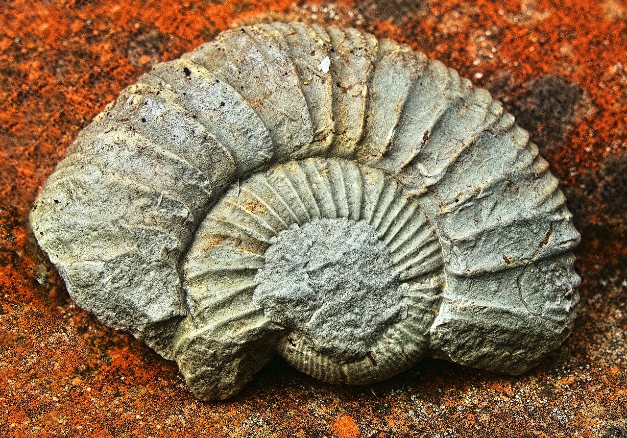 The Weirdest British Fossils Ever Discovered