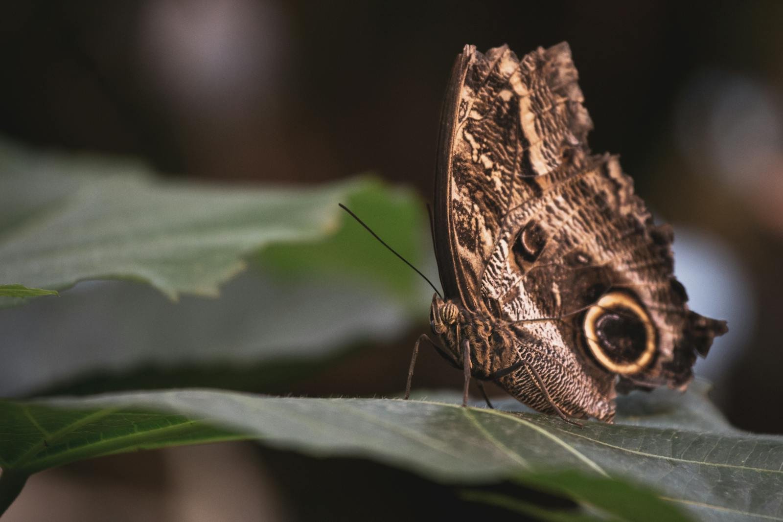 Mimicry in Nature: How Animals Imitate Other Species to Survive