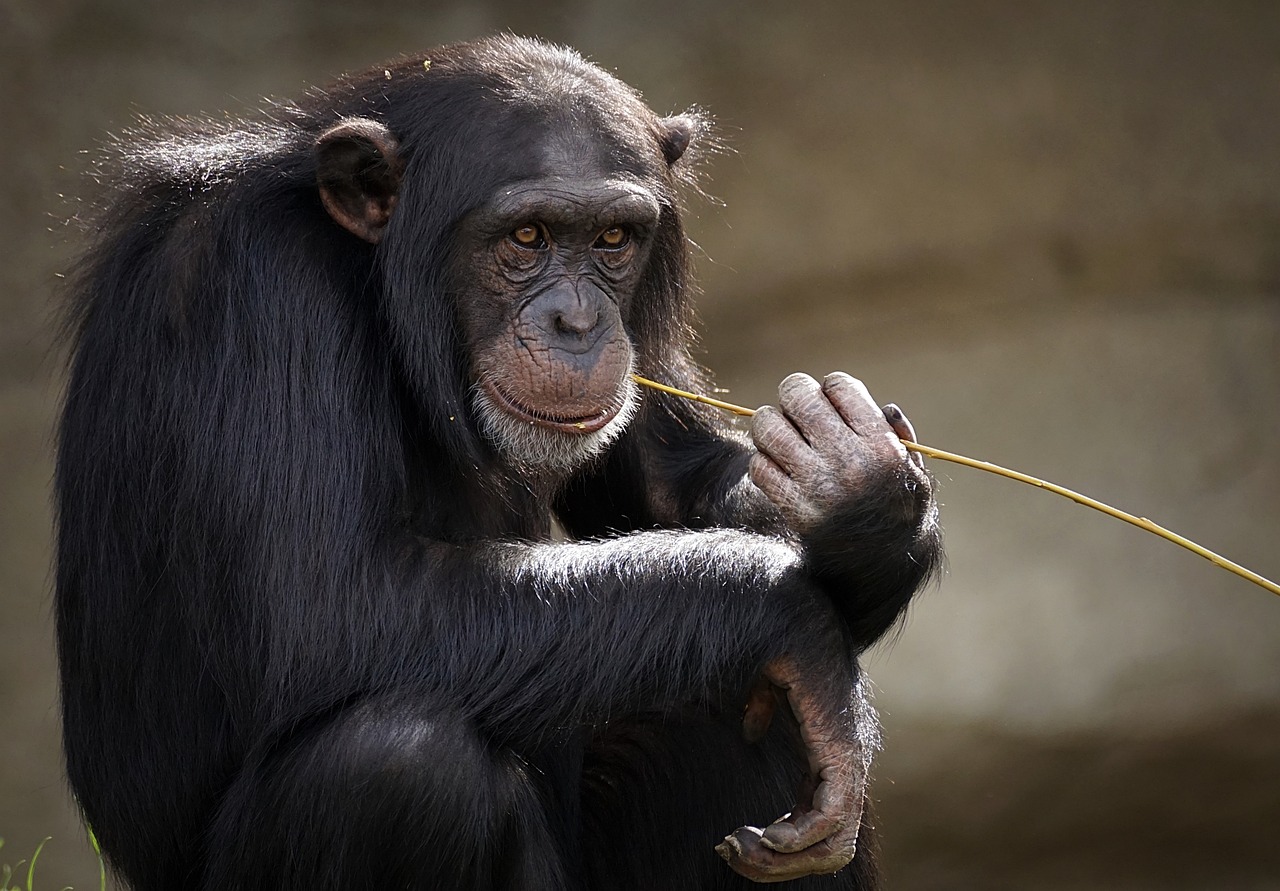 How Neuroscience Is Helping Us Improve Wildlife Rehabilitation Programs