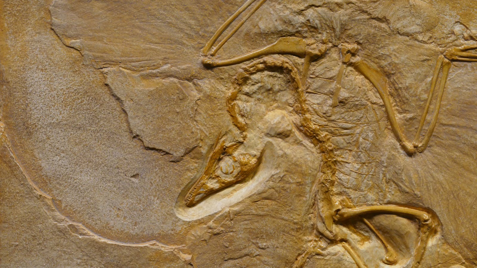 14 Fossil Discoveries That Have Changed the Way We Think About Evolution
