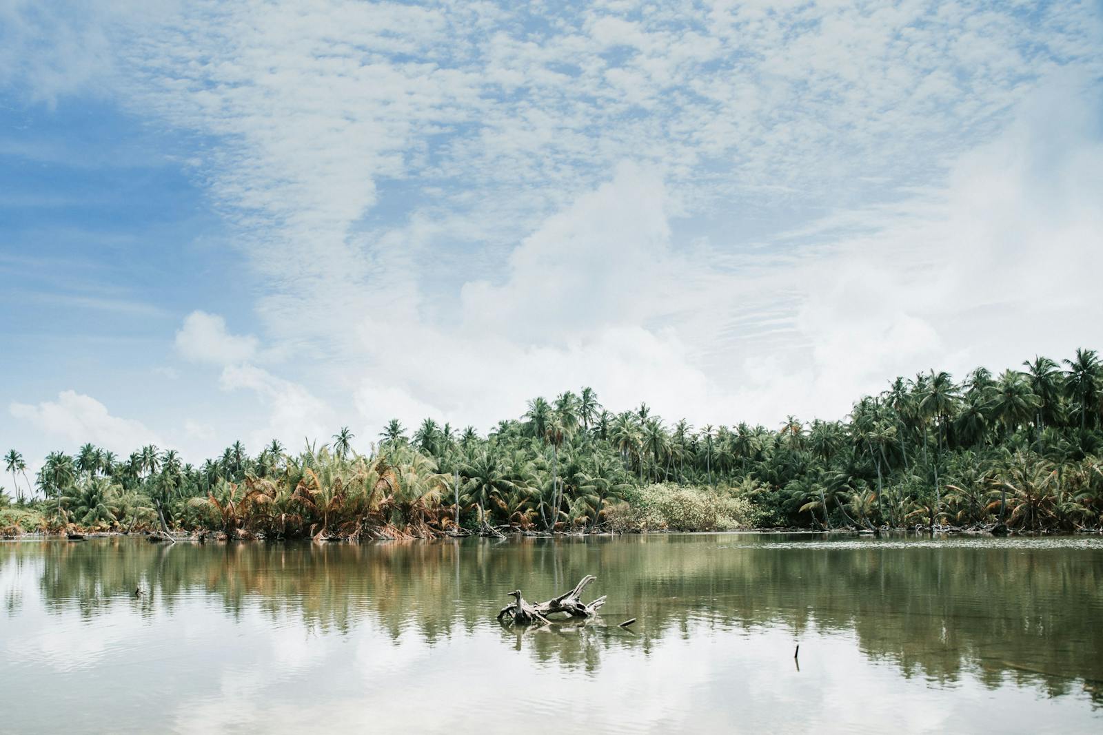 Tranquil lush exotic rainforest located near calm shallow pond under blue sky on clear day