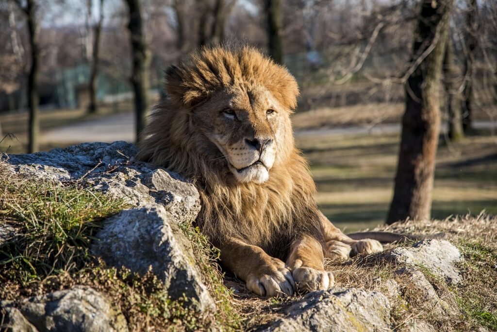 A majestic lion resting on a rocky surface in a sunlit open habitat, surrounded by trees.