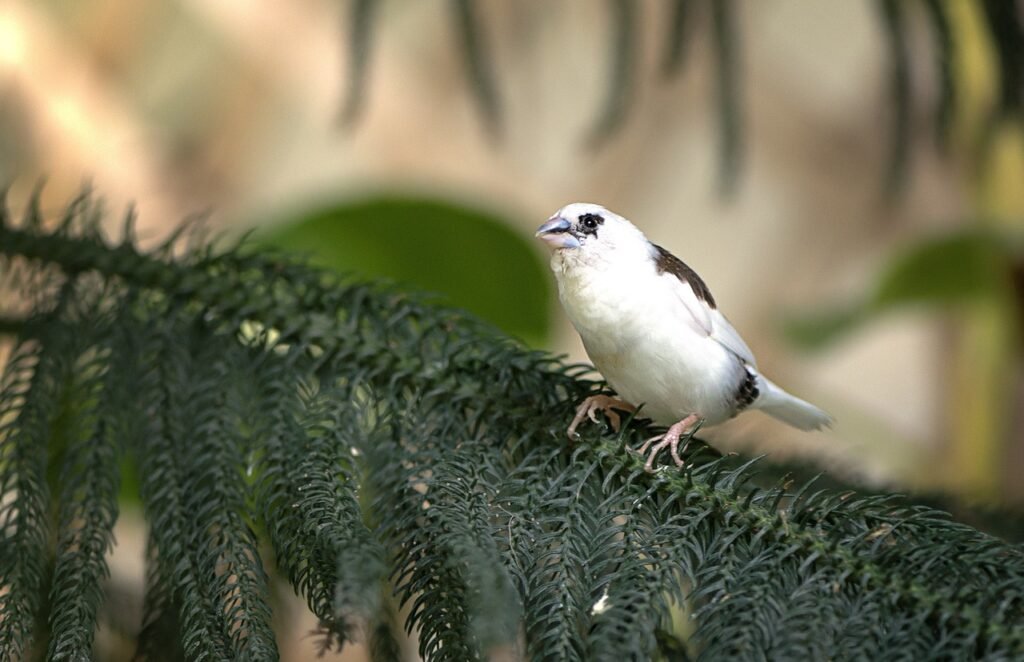 Finch perching on top of a branch.