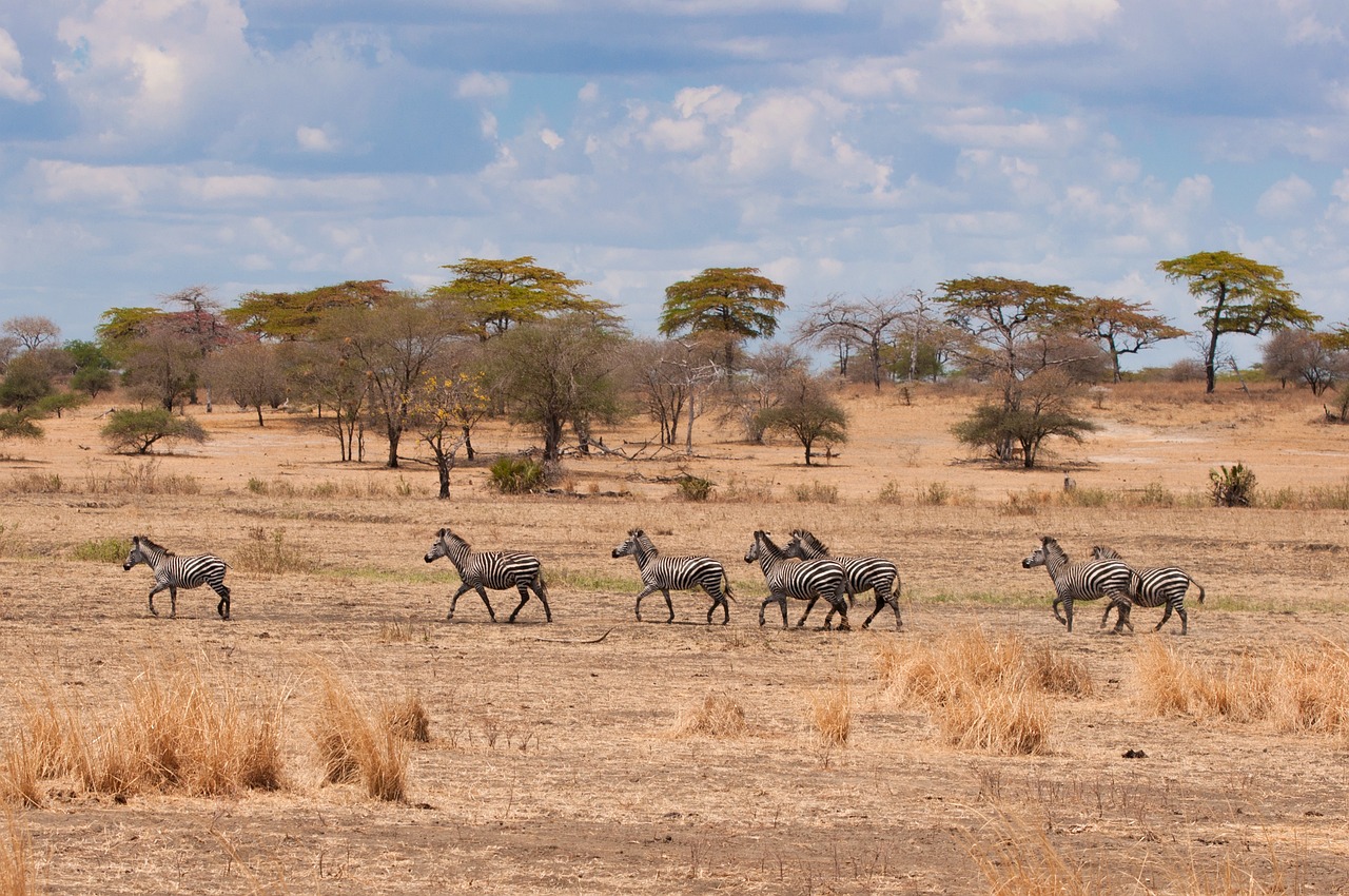 The Importance of Savannas in Supporting Animal and Plant Life
