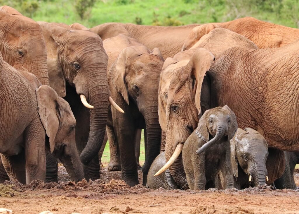 elephant, herd, watering hole, wild life, elephant, elephant, elephant, elephant, elephant, wild life, wild life