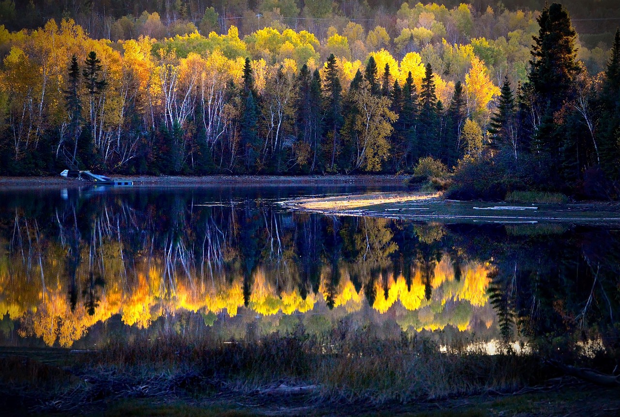The Forgotten Forests Exploring the Worlds Most Mysterious Ecosystems