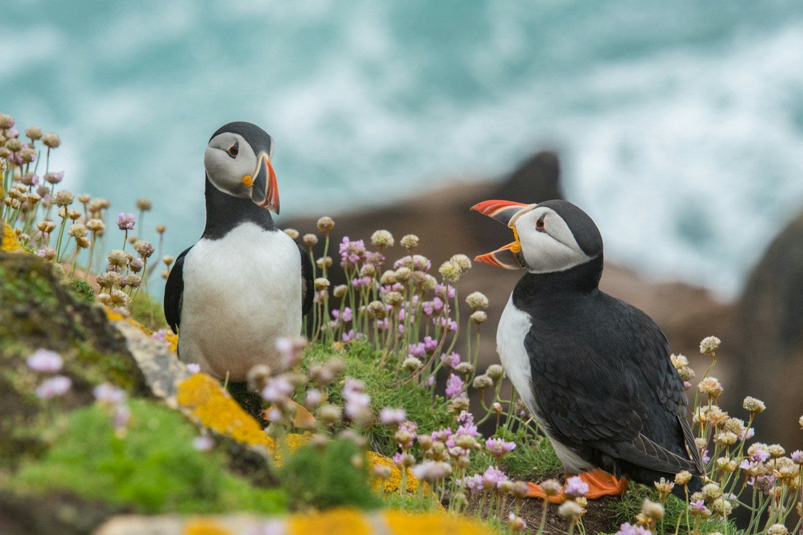 Puffin Day: The Fossil Story of Seabirds That Survived Ice Ages