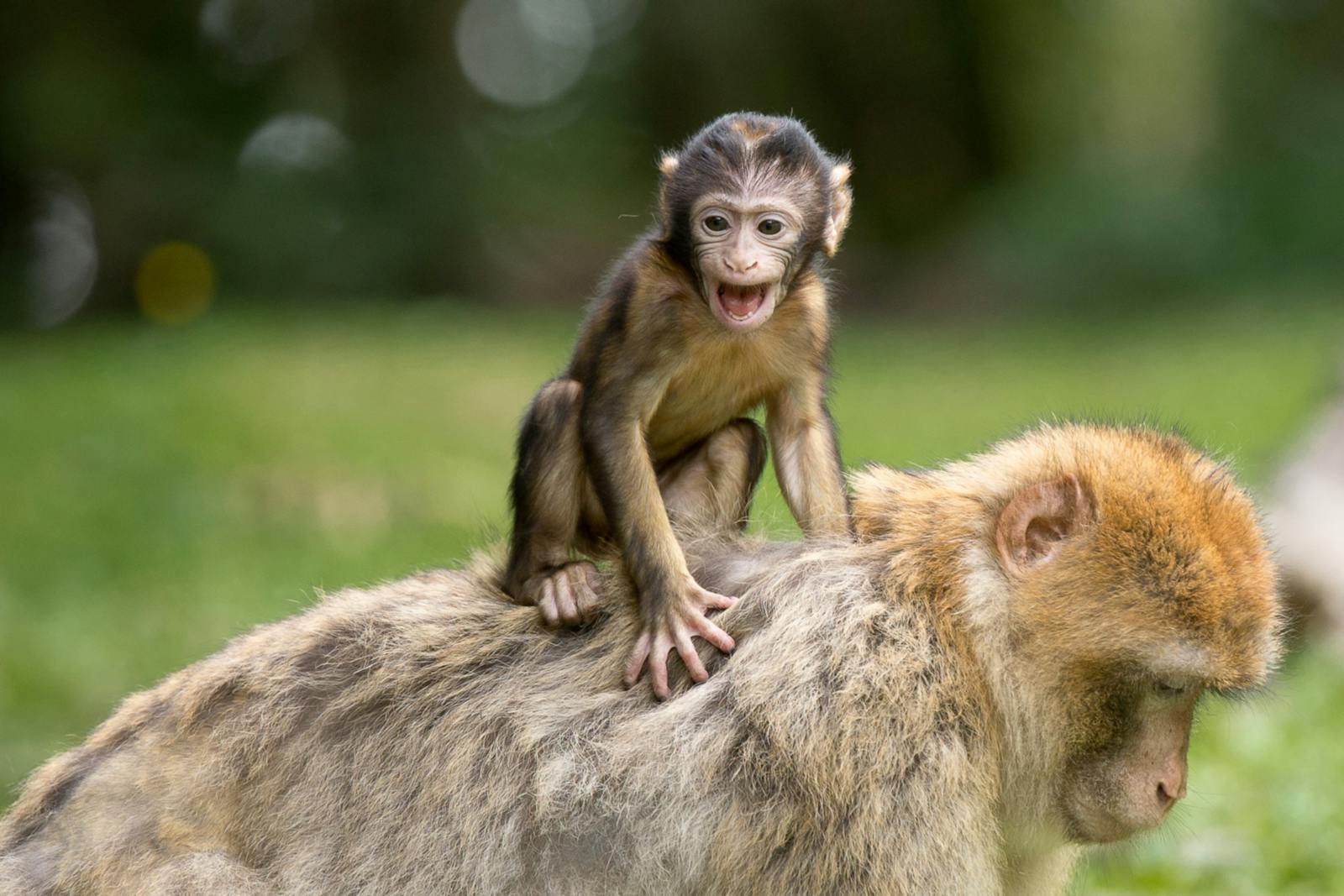 Can Studying Animal Longevity Teach Us About Aging