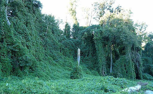 Kudzu on trees in Atlanta, Georgia.