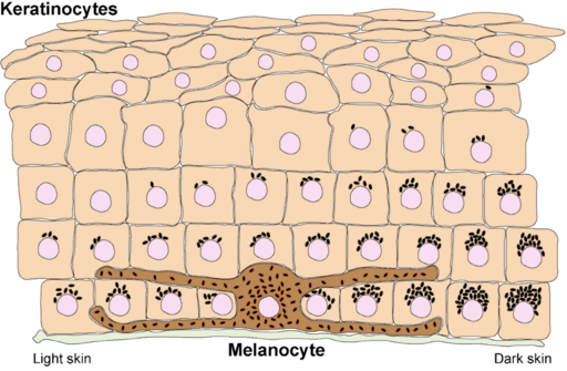 Melanosome distribution in keratinocytes in different skin types